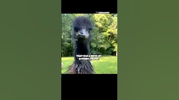 THEY’RE COMING FOR THE EGGS!!! 🎥: gkbennett91 (IG) #shorts