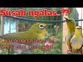 pancingan pleci ngalas - bird song