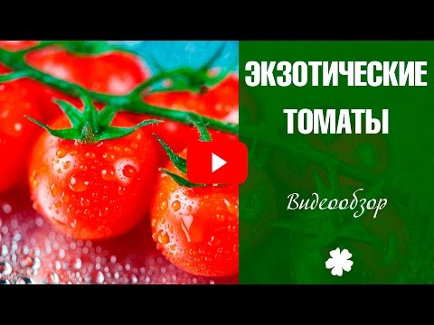 Вопрос: Какие есть экзотические сорта помидоров?