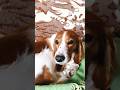 А що робить ваш собака, коли ви йдете? / What does your dog do while you're away?