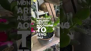 Download Lagu Feng shui money plants are auspicious to have in your living space #fengshui #fengshuitips #plants MP3 Download Lagu Feng shui money plants are auspicious to have in your living space #fengshui #fengshuitips #plants MP3