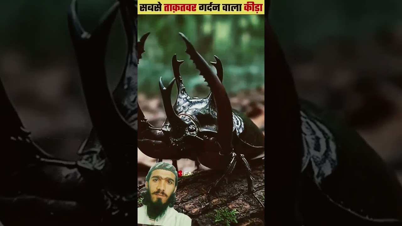 The World’s Strongest Insect! 