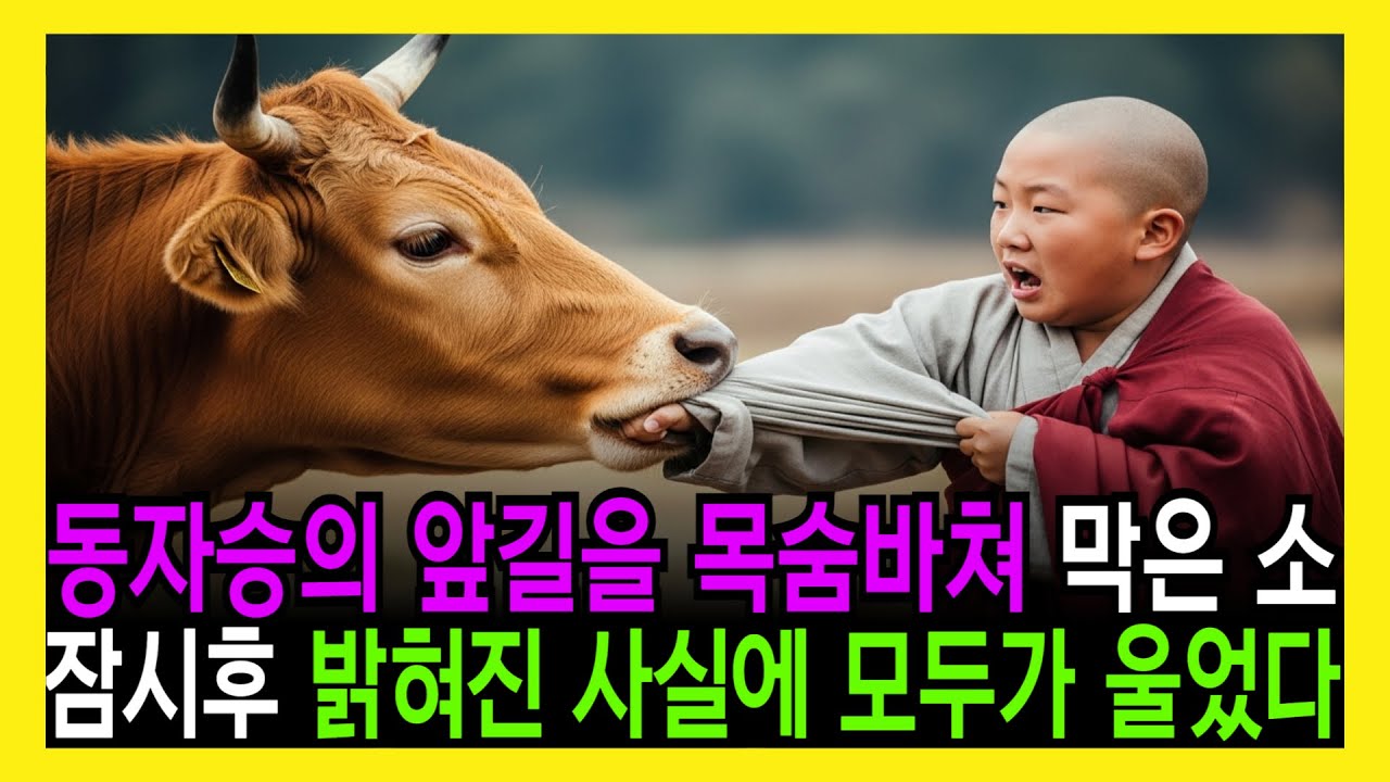 동자승의 앞길을 목숨바쳐 막은 황소.. 잠시후 충격적인 '비밀'이 밝혀지는데..  | 오디오사연 | 라디오사연 | 노후지혜 | 할아버지 | 노후사연 | 스님 | 불교사연 |