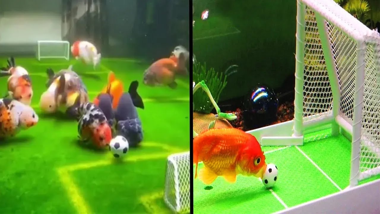 Fish Playing Soccer In Their Tank YouTube