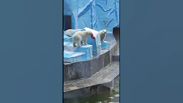 Поездка в Новосибирский зоопарк!