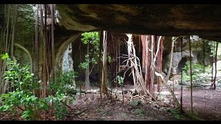 Indian Cave, Middle Caicos
A bit west of Mudjin Harbour a hidden dirt road leads to a small overgrown path. If you’re able to find it and follow the path you enter an amazing gallery cave, the Indian Cave. Trees are growing up through the holes in the cave roof. Evidence has shown there has been humans here prior to Columbus. Indian Cave get very few visitors and that makes a visit even more of an experience, you’ll likely be there on your own. Bring insect repellent, there’s apparently lots of starving mosquitos living in the cave. Indian Cave, Middle Caicos