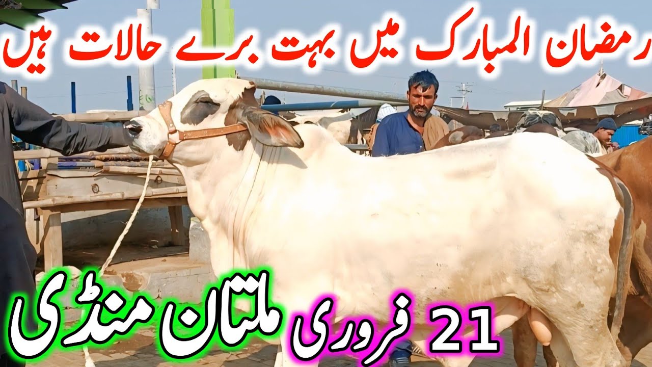 Today Multan Cow Mandi Fresh Latest Update | Cholistani Brahman & Sahiwal Bachre | Cow Mandi 2025🔥