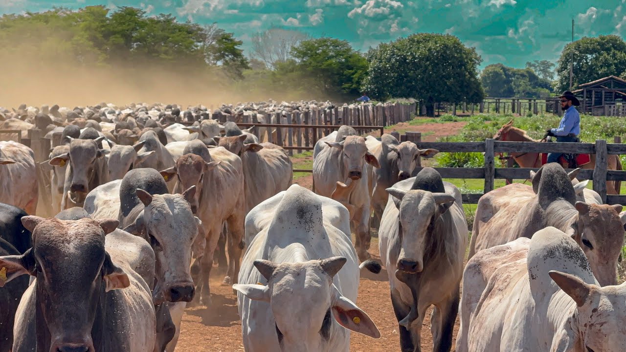 Colocando boi no Andropogon pra engordar.
