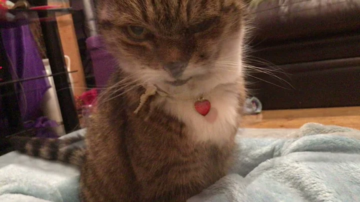 Video 11891491: cat cute funny