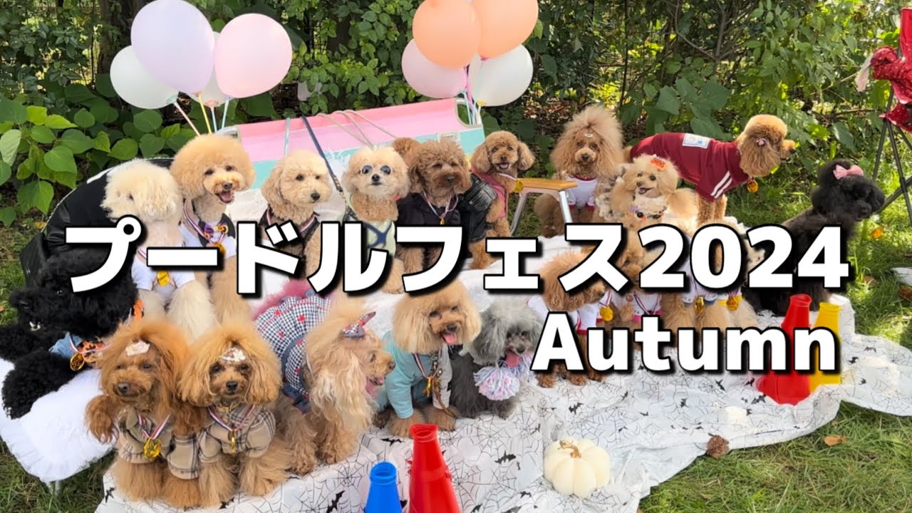 プードルフェス2024Autumnにそらとくう行って来ました