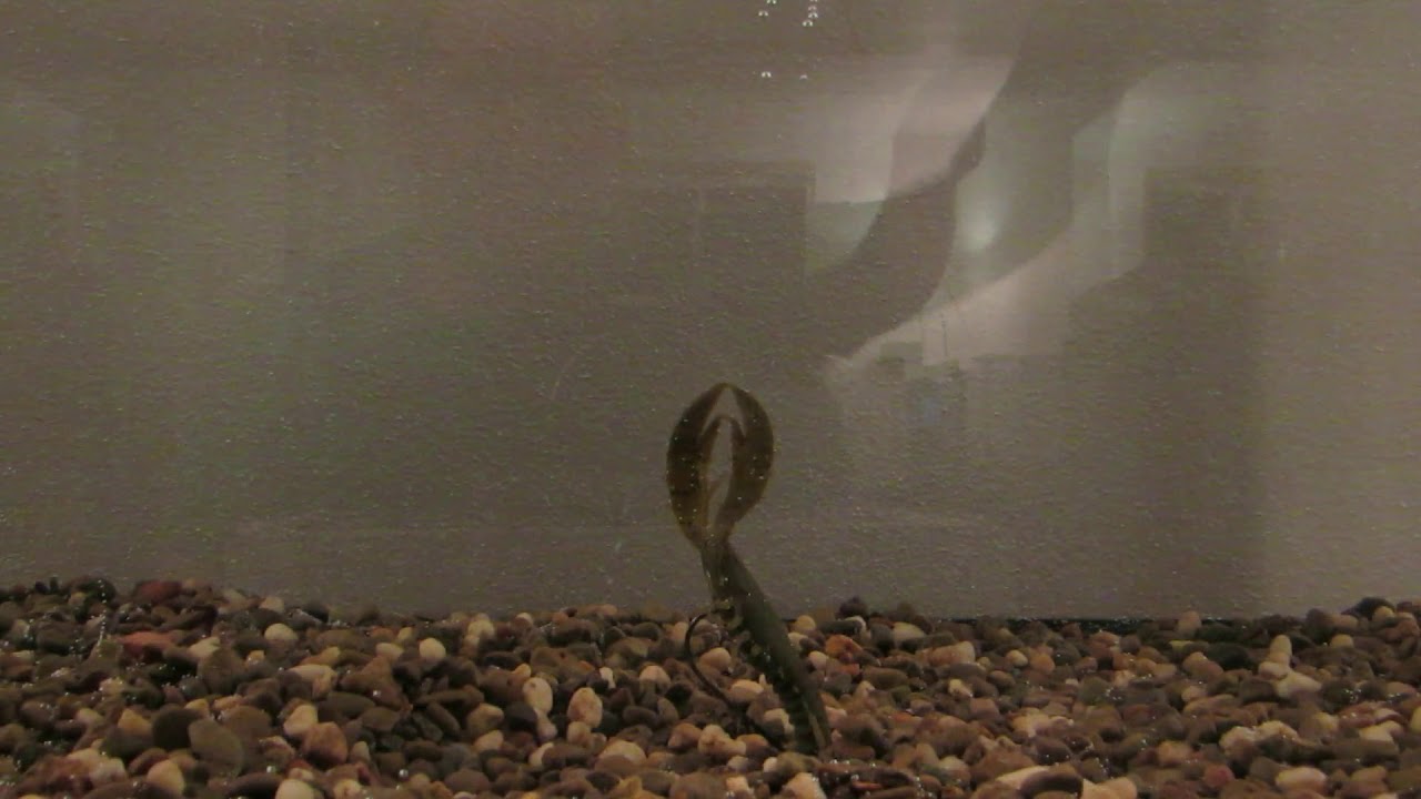 Tank test of the Big Bite Baits Real Deal Craw