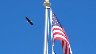 Bald Eagle Flying over American Flag