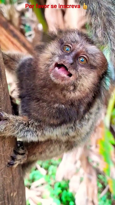 FILHOTE DE SAGUI CHORANDO MUUUITO DE FOME!!!VEJA A CARINHA DE TRISTEZA DELE!!!#monkey