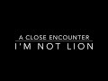 A Close Encounter, I&#39;m Not Lion