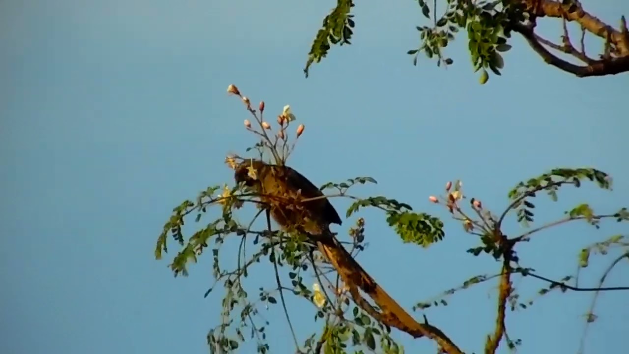 PASSAROS DA MINHA COMUNIDADE EM MOCAMBIQUE