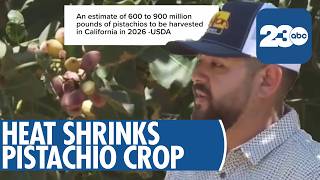 Heat Waves Add to Kern Countys Lower Pistachio Harvest, Driving Up Prices