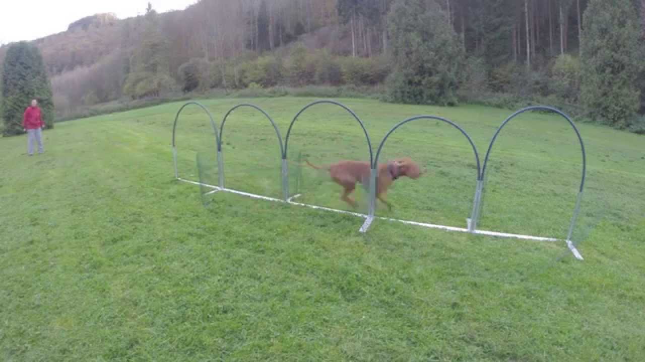 NADAC Hoopers-Agility: Flip Slalom