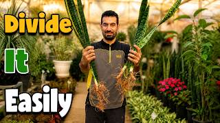 How to Divide a Snake Plant the Right Way?