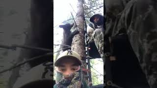 медведи залезли на дерево