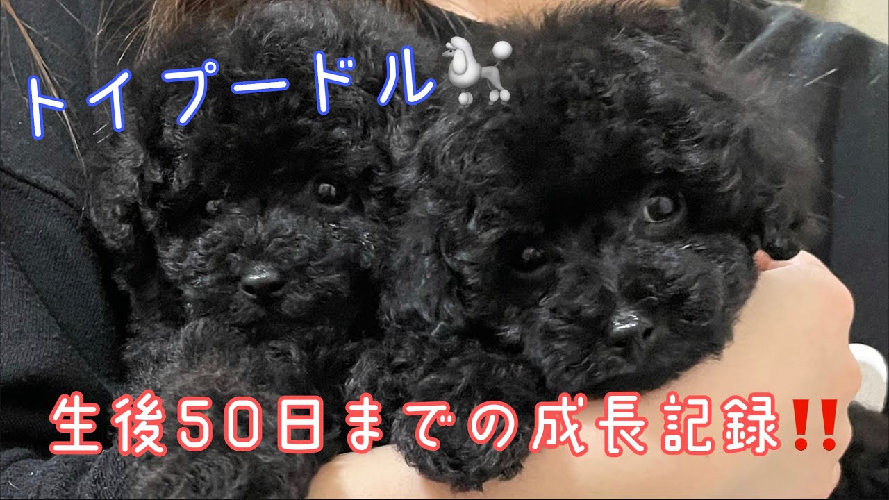 トイプードル子犬生後50日までの成長記録‼️#子犬#トイプードル#成長記録#成長過程#トイプードル専門店#カムカム#kamkam#イッヌ YouTube トイプードル子犬生後50日までの成長記録‼️#子犬#トイプードル#成長記録#成長過程#トイプードル専門店#カムカム#kamkam#イッヌ YouTube
