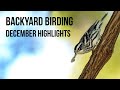 Backyard Birding in Florida (December Highlights)