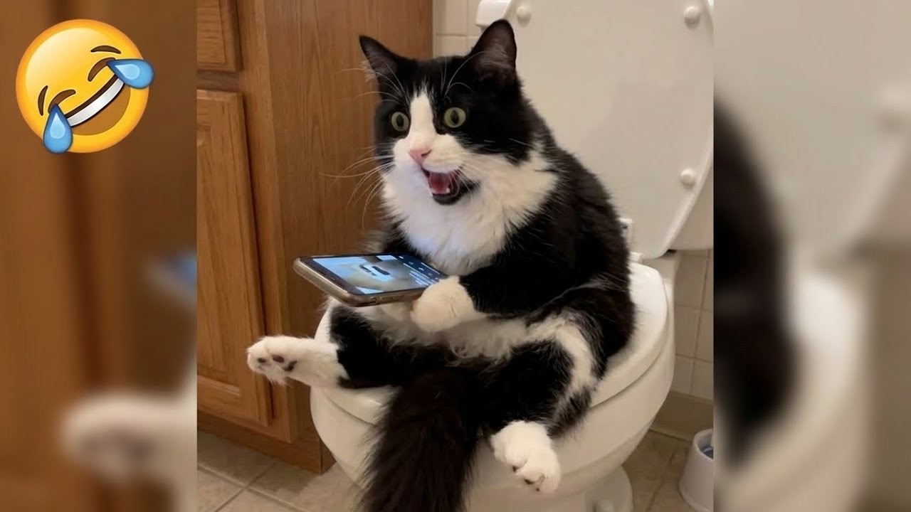 Hilarious Cats Compilation 2026 😹 | Try Not To Laugh Challenge