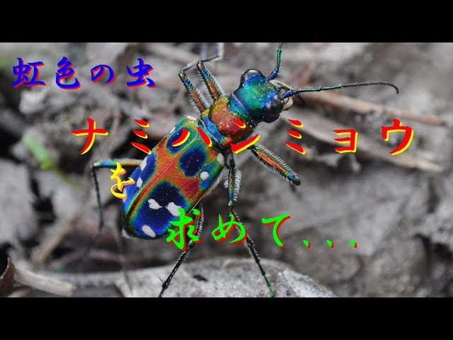 虹色に輝く虫ナミハンミョウを追え！【前編】 - YouTube
