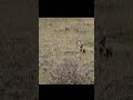 ДИКАЯ ОДНА ИЗ ЛУЧШИХ КОРОТКИХ ВЕРСИЙ WOLF HUNTER #загоннаяохота