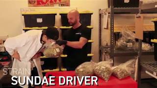 Reef Dispensaries employees smell new Exotikz strains for the first time