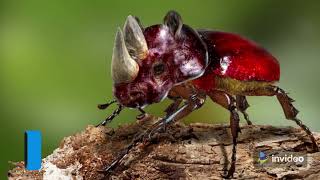 5 Brilliant Facts About Rhinoceros Beetles
