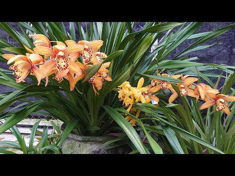 Video: Adakah orkid cymbidium tahan fros?