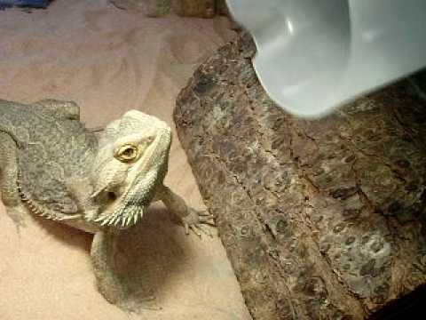 Bearded Dragon Feeding Crickets Photo Inspiration