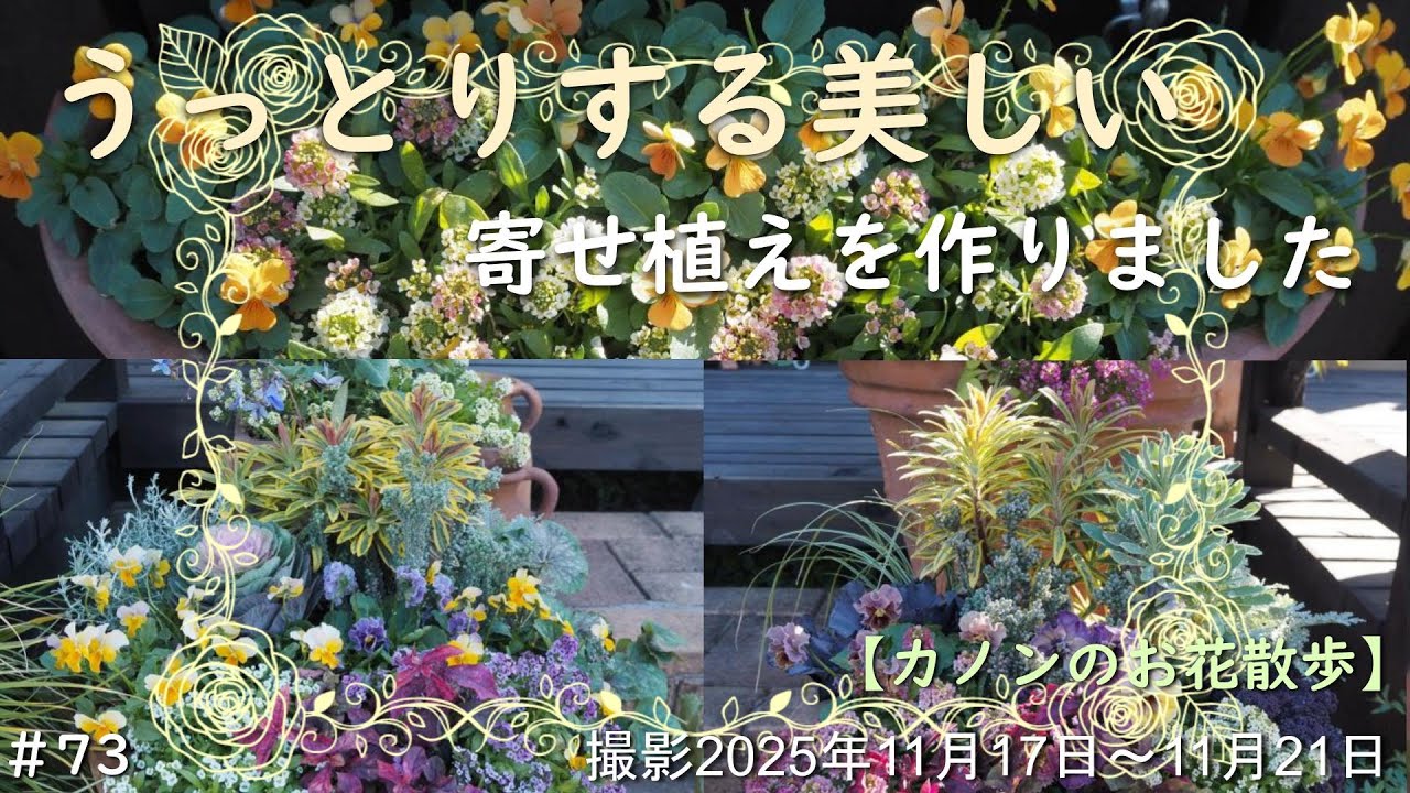 ＃73　美しさにウットリする寄せ植え作り　テラコッタの大鉢やアイアンの白いハンギングバスケットなど　グラデーション色のビオラやパンジーとアンティークハボタンやリーフを組み合わせてみました