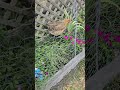 Chickens vs. Flowers