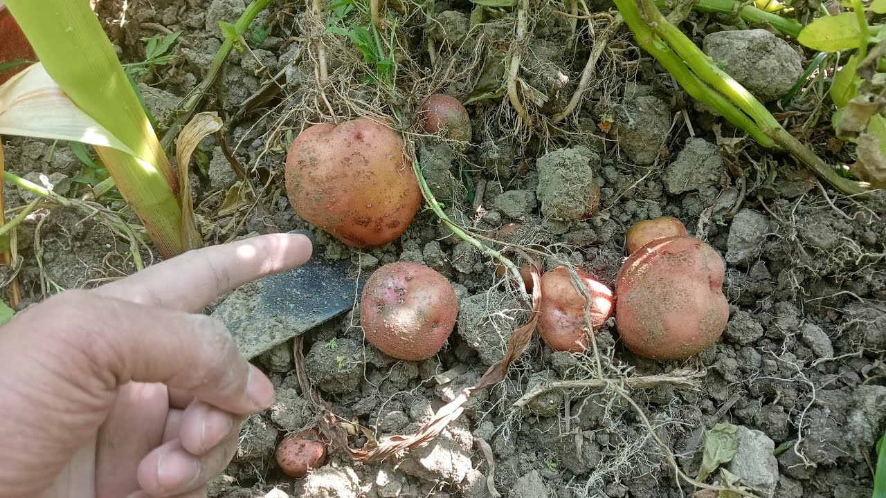 Etna sara aalu 😱🙀🙀🤯🤯