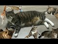 고양이가 요즘 빠져있는 것📺🐈🛏️