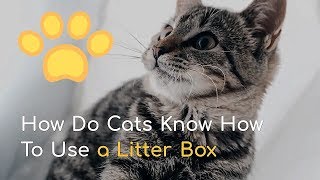 How Do Cats Know How To Use a Litter Box by Cats How 8,163 views 4 years ago 1 minute, 28 seconds