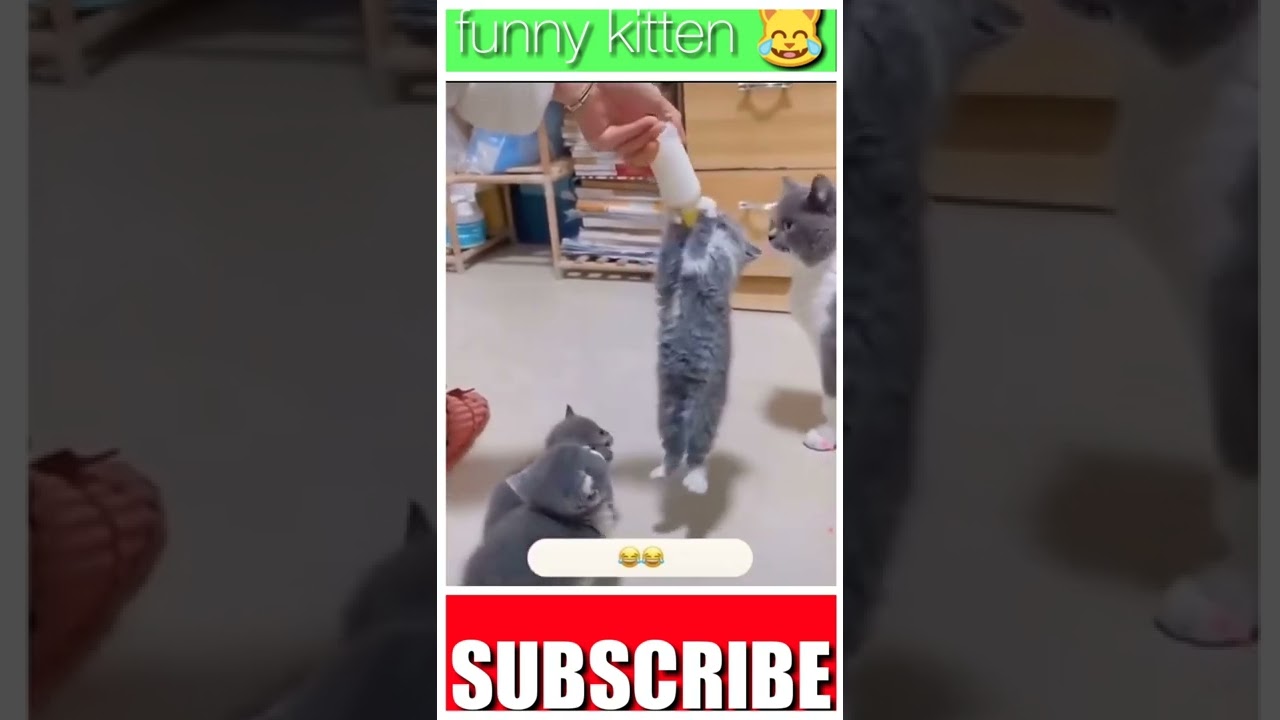 SO lovely kittens cat 