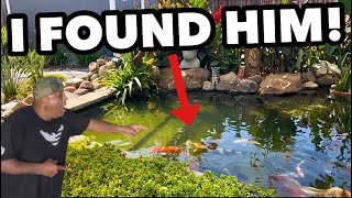 I found my Karasugoi Koi Fish in my Pond
I found my missing Karasugoi Koi Fish, I went snorkeling in my 8,500 falling koi pond “Tiki Falls, to look for my rare Karasugoi Koi fish and I found him see where he was hiding, also don’t forget July 27th Sunday is the 2025 Medaka Fest going at Nolan’s Aquarium 1p-5p I’ll be the Emcee of this event, looking forward to meeting everyone don’t forget to preorder your lunch from Faka’s Island Grill all the links are below⬇️
FAKA’S ISLAMD GRILL PREORDER
https://l.instagram.com/?u=https%3A%2F%2Fsquare.link%2Fu%2FBlwnVw8k&e=AT2fHS8eITg2U5BtqLMHsGV3XAsoxAgIppfbwza3ZQlUwVbHWp LN289UbeAzzGOTMbrCdMkID51N5Mv4U-hZ10N4EN6Bp63IGikyRPz0zllpdSX65-rQcBz59FFNrd0VFfAjs7hq4D
NOLANS AQUARIUM
YouTube
https://youtu.be/-CqgVqth3jE
IG
https://instagram.com/nolansaquariumco?utm_medium=copy_link
WEBSITE
https://nolansaquarium.co/
KOI ENTERPRISE
KOI AUCTION
https://www.quinterokoi.com/koi-auctions/goshiki_142
FACEBOOK
https://www.facebook.com/koienterprise/
TIKTOK
https://vm.tiktok.com/TTPd2WBYYF/
IG
https://instagram.com/koidealer?utm_medium=copy_link
WEBSITE
http://www.koienterprise.com/
MOUNTAIN TREE
Questions
To Purchase MT products EMAIL👇🏽👇🏽
info@wave-point.com
WEBSITE
https://www.imountaintree.com/
EMAIL 4@imountaintree.com
IG
https://instagram.com/mountaintreegroup?igshid=NTdlMDg3MTY=
YOUTUBE
https://youtube.com/@mountaintreegroup?si=acHD5ZsbyIJFeHkI
HYGGER HG967 Automatic Pond Fish Feeder:
https://www.hygger-online.com/product/automatic-pond-fish-feeder/?ref=HaYNFishKeeper
(10% off coupon for the first registration on hygger online website and additional points rewarded.)
MICROBE-LIFT
https://microbelift.com/
IG
https://instagram.com/microbelift?igshid=MzRlODBiNWFlZA
YouTube
https://youtube.com/@microbeliftproducts?si=WGr5IGP1DIlcqAv-
HELIX SKIMMER
https://youtu.be/FgKeJOzoGwI
THE POND DIGGER
LINKTR.EE
https://linktr.ee/theponddigger?fbclid=PAAab_Tot5W-z_TWKZA4aRr-HOj0zx7vkycBAB6z4YZuSvB-yTFVsHXneXZio
THE POND DIGGER PODCAST
https://podcasts.apple.com/us/podcast/the-pond-digger-podcast/id1439751720
AQUARIUM/REPTILE DEPOT
SHOP ONLINE
https://depotpet.shop/?fbclid=PAAaZ7k3ZPsoQvWNvtunjtqu5E6nZSTCylbekxfebk9HByt7wX0Dgzu20n_RM_aem_AZblC5ziImgmnSE1ffQmvEsvwA3ZMKJe1DSphtqJHDcC_yxg4O0ZBjInd45YMtdFmns
YouTube
https://www.youtube.com/channel/UCvATv4gp3ZR9jXI1wBt7INg
INSTAGRAM
https://instagram.com/aquariumdepot?utm_source=ig_profile_share&igshid=1dui40ayjrqox
FACEBOOK
https://www.facebook.com/AquariumDepot/
ULTRA FRESH
Instagram
https://www.instagram.com/ultrafresh.usa?igsh=MzRlODBiNWFlZA
YouTube
https://youtube.com/@ultrafresh-shrimpdelight?si=DayfoRGcEyd7vt_s
ISLAND SILVER CROWNS
IG
https://instagram.com/islandsilvercrowns?utm_medium=copy_link
WEBSITE
https://www.islandsilvercrowns.com/
SICCE
PLAYLIST
https://youtube.com/playlist?list=PLpHw9_vsV8hvS8rnUu8-B2PmlJuDKtC3c
IG
https://instagram.com/sicceus?utm_medium=copy_link
WEBSITE
https://www.sicce.com/it/
Follow Me!!
🤙🏽Subscribe 👉🏽🔴Youtube
https://www.youtube.com/user/kainoahuleia
🤙🏽Instagram
https://www.instagram.com/haynfishkeeper/
🤙🏽TIKI FALLS 2.0 FACEBOOK PAGE
https://m.facebook.com/tikifalls/
Thank you for your support much LOVE & ALOHA 🤙🏽🐠🤙🏽
🤙🏽PAYPAL
https://www.paypal.me/hawaiiheat
Ha Y N Fish Keeper MERCH
COMING SOON!!
📹WEEKLY VIDEOS📹
Ha Y N Fish Keeper Playlists
🐠 POPULAR UPLOADS
https://www.youtube.com/playlist?list=PLE0EA763684EEA34D
🐠FISH TANK “PRANK” so Funny!
https://youtu.be/NUwwpg_4WK0
🐠 LFS TOURS
https://www.youtube.com/playlist?list=PLpHw9_vsV8hs5toboR99iFXIXLfzcTbuf
🐠MAUI & MOANA
https://www.youtube.com/playlist?list=PLpHw9_vsV8hsITv KUy1OSN9p4ZpLSC2
🗿TIKI FALLS PLAYLIST
https://www.youtube.com/playlist?list=PLpHw9_vsV8htNo52EgeXqKJ0YWPhLRMLp
🐠FISH RESCUE
https://www.youtube.com/playlist?list=PLpHw9_vsV8htkbkPIp8AshtQ8kGy-iCLQ
🐠MAKING A BONSAI TREE
https://www.youtube.com/playlist?list=PLpHw9_vsV8htPm8ADqKl8ufmp2HfKZ-bO
Don’t forget to....
🤙🏽Like
🤙🏽Share
🤙🏽Comment
MUSIC
Outro
Na Hana Hui A Maui
Mark Keali’i Hoʻomalu
(I do not Own the rights All rights belong to the owner)
https://youtu.be/JKms_AtWWzs I found my Karasugoi Koi Fish in my Pond