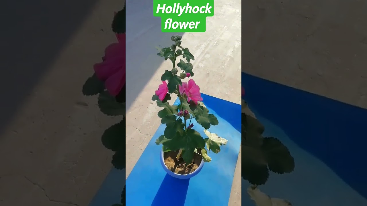 hollyhock flower home garden 