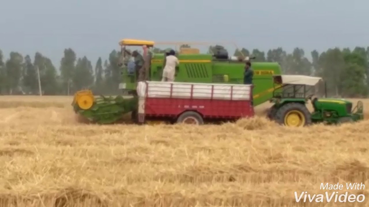 New Hira 985 at Sekhon Farms