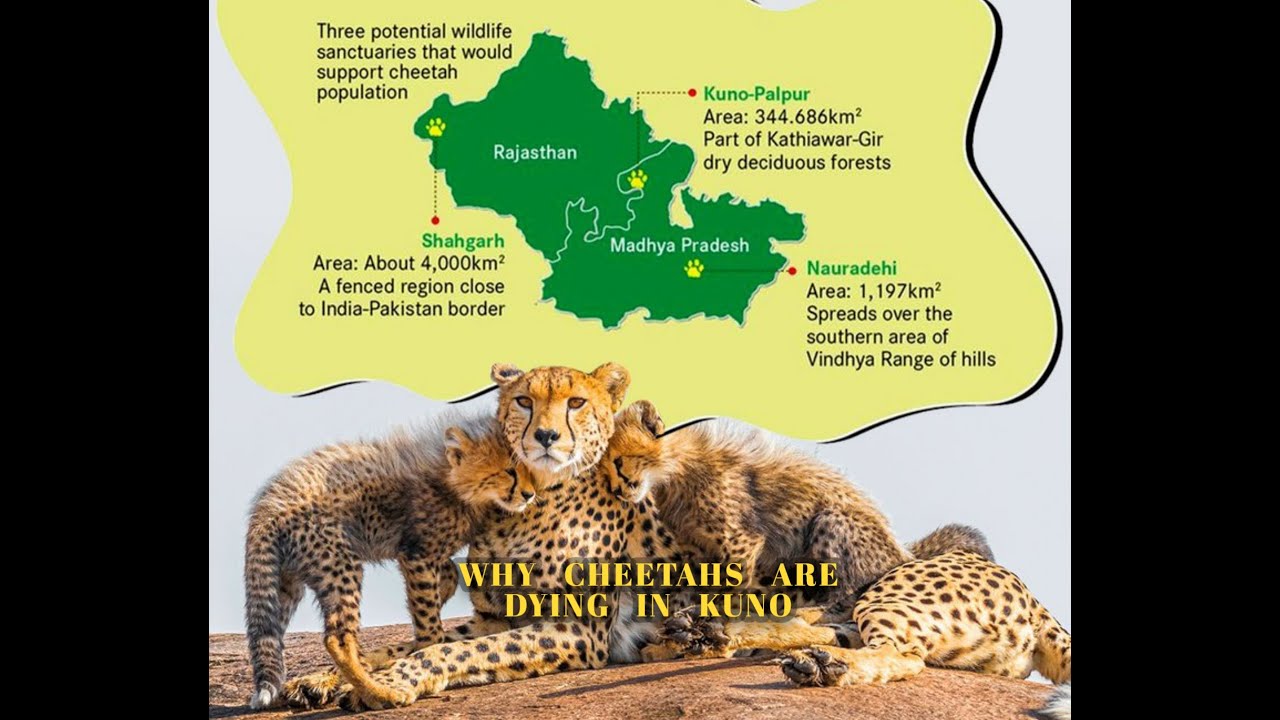 Why Cheetahs Are Dying In Kuno | Cheetah In Kuno | Cheeta Re
