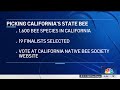 Bee the change: Californians asked to choose a State Bee | NBC 7 San Diego