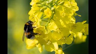 Bee the change: Californians asked to choose a State Bee | NBC 7 San Diego
