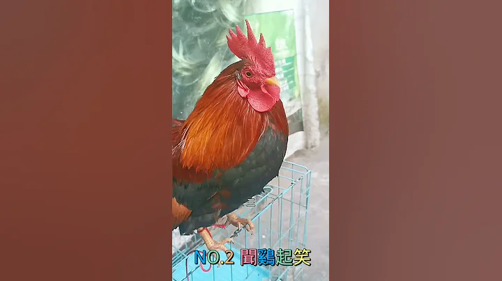 听话的公鸡🐓听指令啼叫!但叫声令人《闻鸡起笑》 - 天天要闻