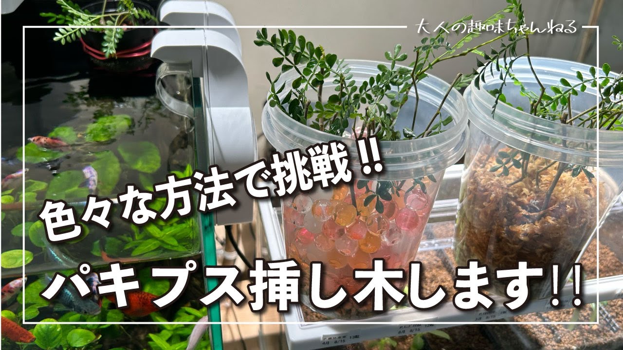 【塊根植物】パキプス挿し木します！