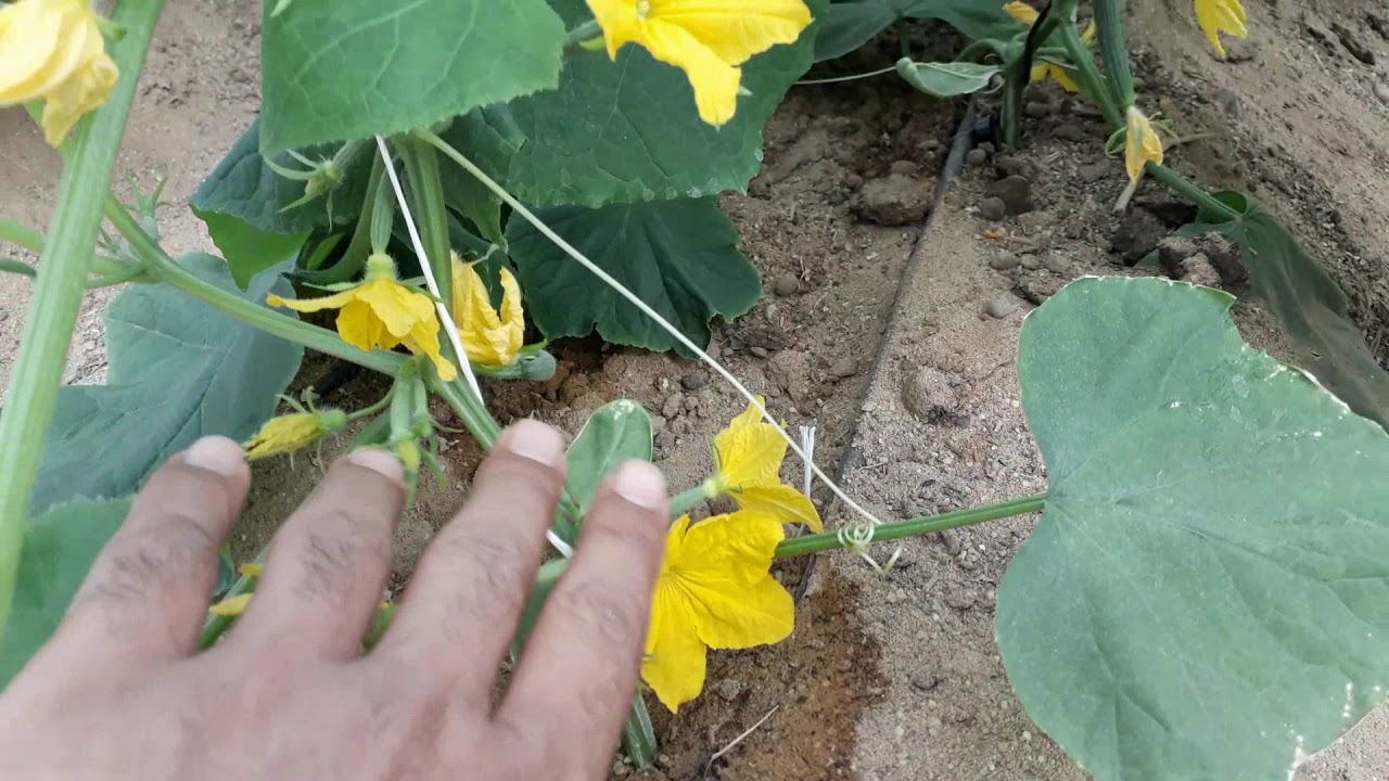 خمس نصائح  .... لانتاج خيار شتوى جيد .. كما ونوعا...