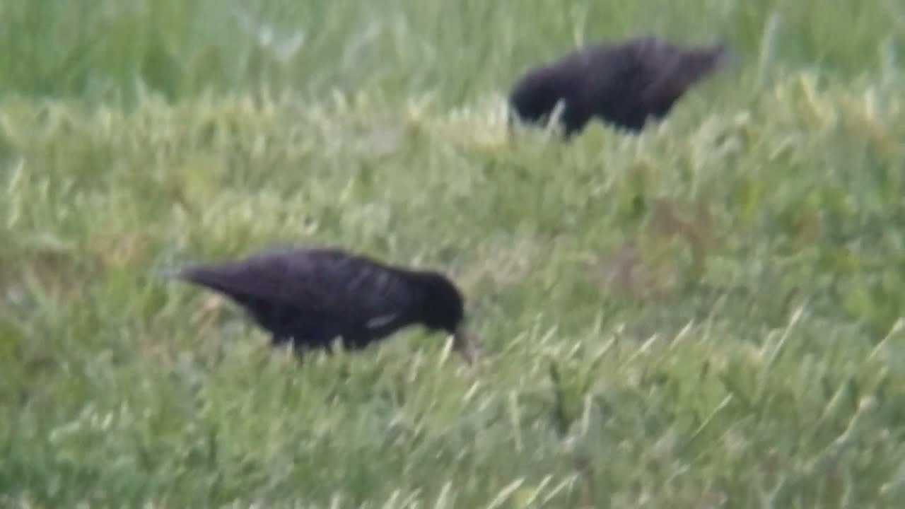 European Starlings (Invasive Nuisance Birds)