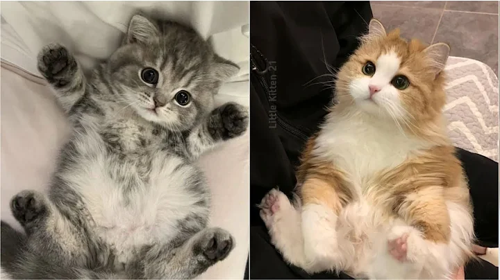 Video 10301671: kitten enjoys playing, adorable kitten enjoying, little kitten, kitten funny, funny cat