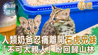 人類奶爸24hr照護石虎兄妹 忍痛離開「不可太親人」盼回歸山林 Life and Death of Taiwan Leopard Cat @1001taiwanstories